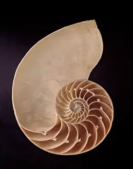 Nautilus: Nautilus pompilius, common nautilus