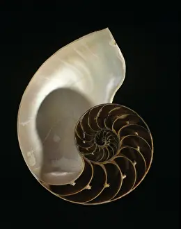 Nautilus: Nautilus pompilius, common nautilus