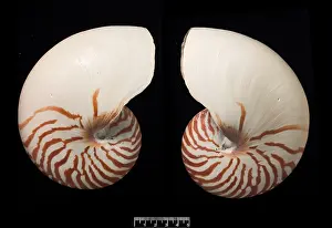 Nautilus: Nautilus pompilius, common nautilus