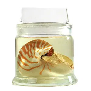 Nautilus: Nautilus pompilius, common nautilus
