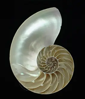 Nautilus: Nautilus pompilius, nautilus