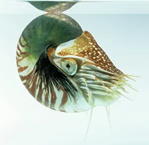 Nautilus: Nautilus pompilius, nautilus