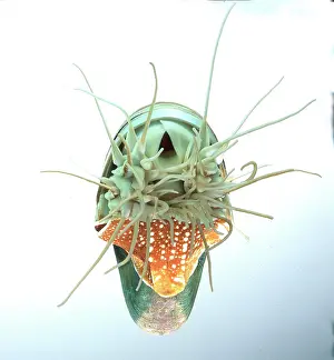 Nautilida: Nautilus pompilius, nautilus
