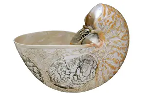 Artefact: Nautilus pompilus, common nautilus