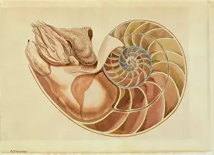 Bolingbroke: Nautilus sp