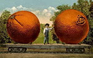 Navel: Two Navel Oranges