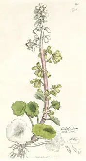Umbilicus: Navelwort plant