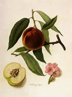 Linnaeus: Neal's Early Purple Peaches
