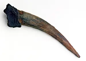 Tabun: Neanderthal Man artifact (Tabun)