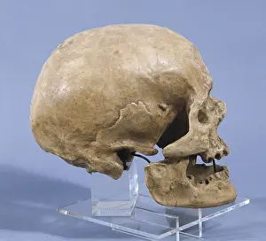 Osseous: Neanderthal man skull (ca. 5000 BC). Found at