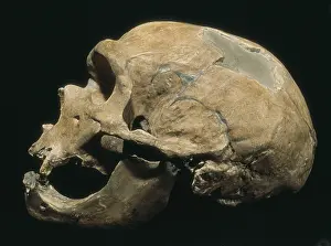 Laye: Neanderthal man skull (Homo Sapiens Neanderthalensis)