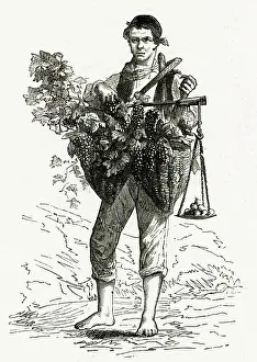 Neapolitan: Neapolitan grape seller 1886