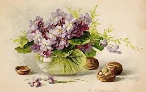 Klein: Neapolitan Violets and Walnuts