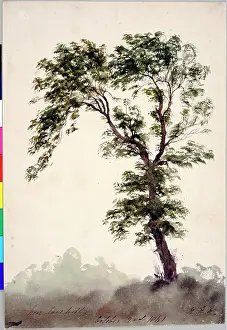 1841: Near Larkhill Study of a Tree