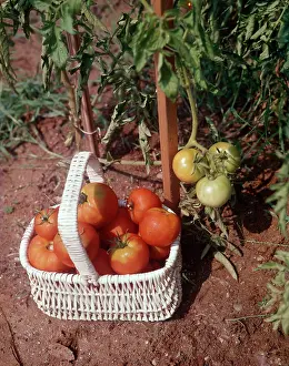 Ripening: Nearly Ripe Tomatoes Fresh Picked in White Wicker