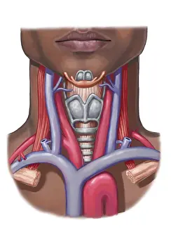 Vein: Neck Anatomy, illustration