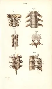 Corbie: Neck and spinal column
