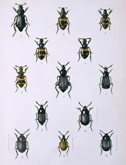 Carrion: Necrophorous, Necrodes & Silpha, beetles