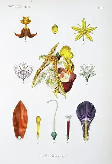 Regne: Nectaries from various flowers