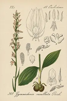 Schlechtendal: Nectariferous orchid, Neottianthe cucullata