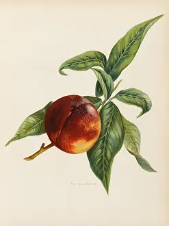 Nectarines: NECTARINE
