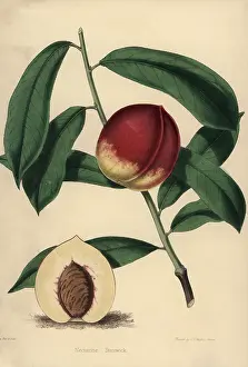 Nectarine: Nectarine cultivar Stanwick, Prunus persica