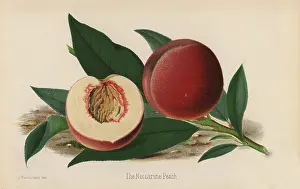 Macfarlane: The Nectarine Peach, Prunus persica
