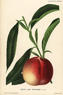 Nectarine: Nectarine peach, Prunus persica