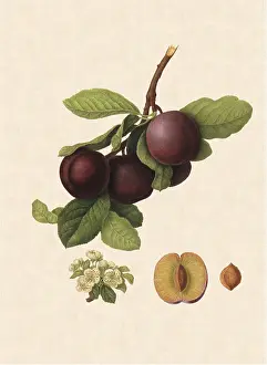Linnaeus: Nectarine Plums