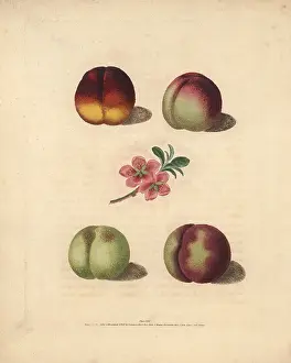 Nectarine: Nectarine varieties, Prunus persica