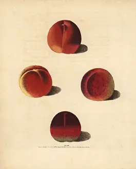 Britannica: Nectarine varieties, Prunus persica