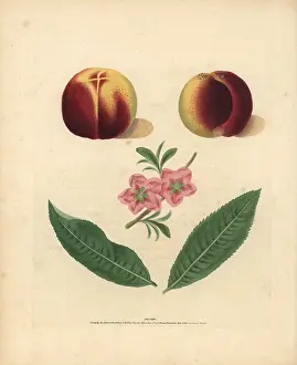 Britannica: Nectarine varieties, Prunus persica