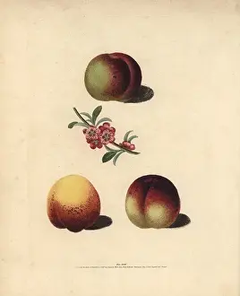 Britannica: Nectarine varieties, Prunus persica