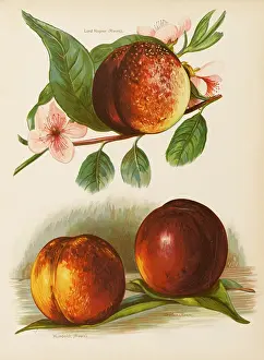Nectarines: NECTARINES