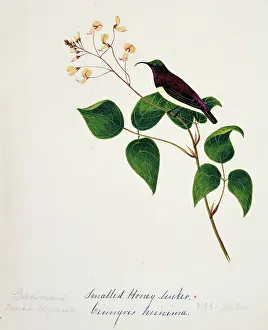Bushby: Nectarinia minima, crimson-backed sunbird