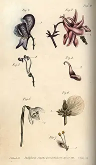 Aconite: Nectarium of the aconite 1, 3, columbine 2