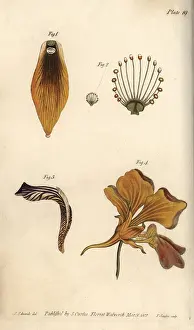 Parnassus: Nectarium of the crown imperial 1, grass of