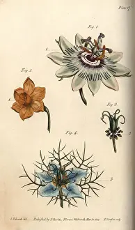 Passionflower: Nectarium of the passionflower 1, daffodil