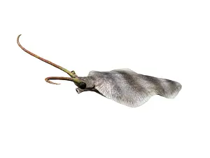 Antenna: Nectocaris is an extinct animal from the Cambrian of Canada
