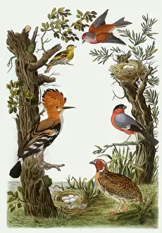 Cornelis: Nederlandsche vogelen