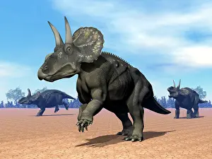 Rearing: Three Nedoceratops in the desert by daylight