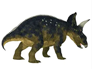 Triceratops: Nedoceratops dinosaur