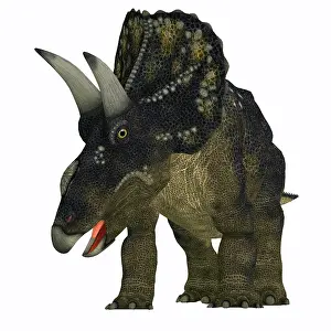 Ceratopsian: Nedoceratops dinosaur, front view