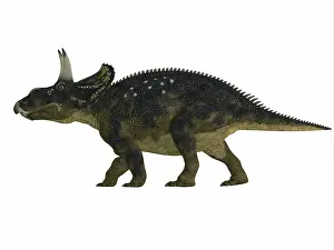 Ceratopsian: Nedoceratops dinosaur, side view