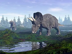 Puddle: Two Nedoceratops dinosaurs walking to water puddle in the ?
