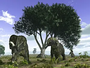 Diceratops: Nedoceratops graze beneath a giant Oak Tree