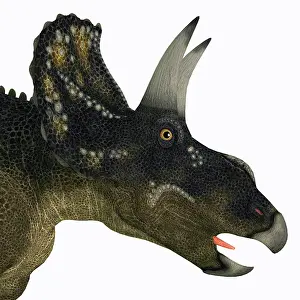 Ceratopsian: Nedoceratops portrait