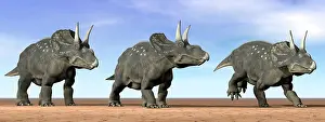 Rearing: Three Nedoceratops standing in the desert