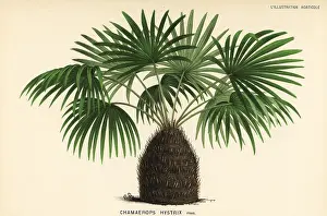 Hystrix: Needle palm, Rhapidophyllum hystrix