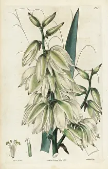 Yucca: Needle palm, Yucca flaccida